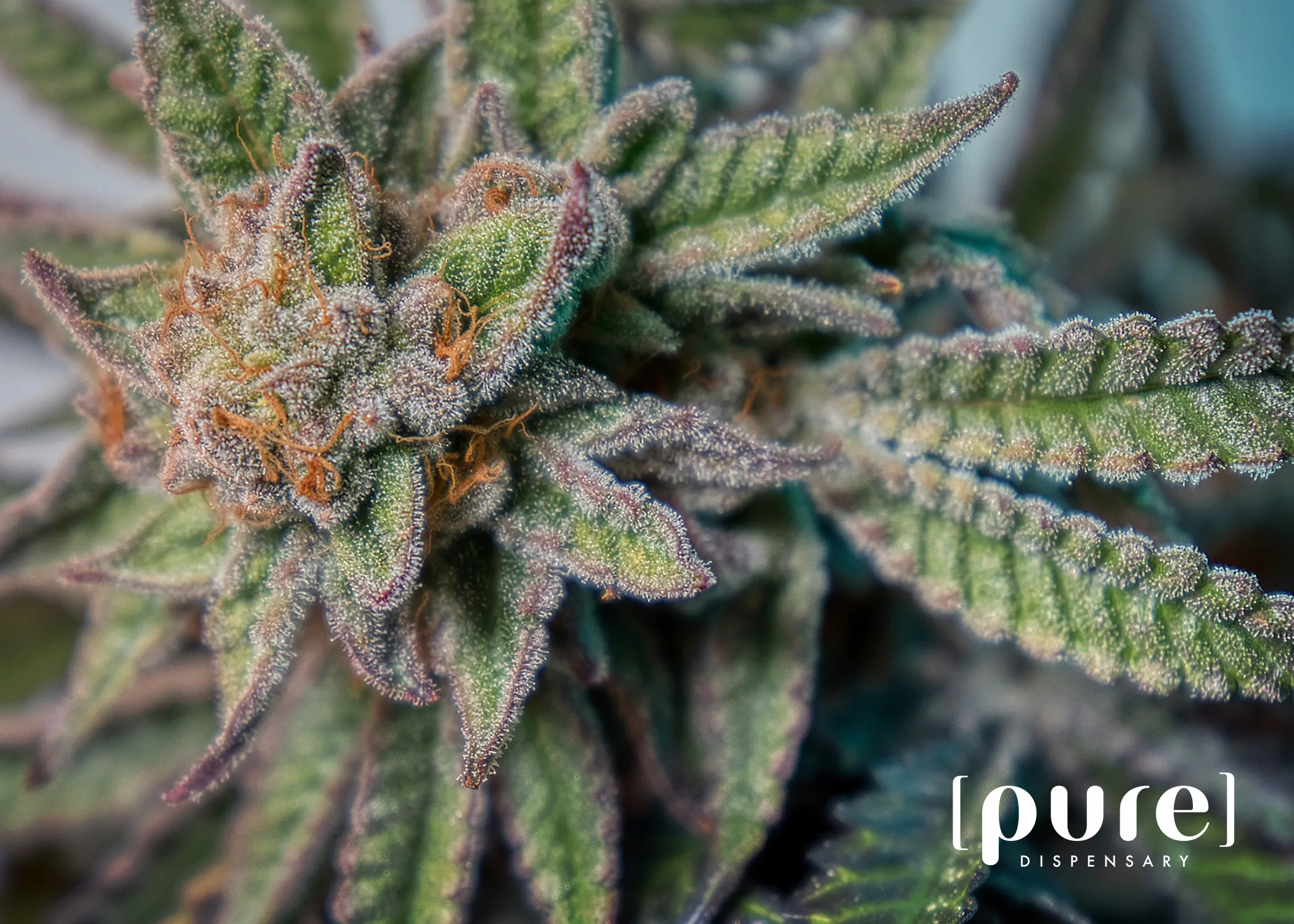 Cannabis plant